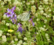 crop black veined white 1.JPG