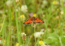 crop lesser spotted frit 1.JPG