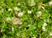 crop lesser spotted frit 2.JPG