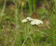 crop sloe hairstreak 2.JPG