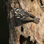 b&w warbler NJ A6300 S30 stx85 digi_DSC3477.jpg