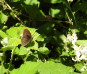 meadow brown sp cr 2.JPG