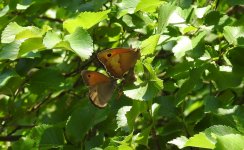 meadow brown sp cr 3.JPG