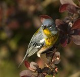 northern parula NJ A6300 S30 stx85 digi_DSC4454.jpg