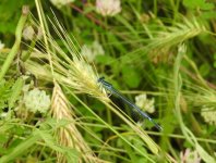 white legged damsel cr 1.JPG