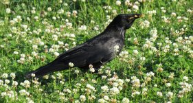 IMG_7259 Carrion Crow @ Hiroshima Central Park.JPG