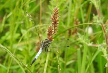 white tailed skimmer cr 1.JPG