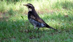 IMG_7262 Dusky Thrush @ Hiroshima Central Park.JPG