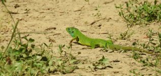 balkan green lizard cr 1.JPG
