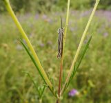 feathered footman 1.JPG