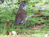 IMG_7277 Pale Thrush @ Hiroshima Castle.JPG