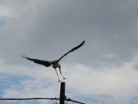 white stork 1.JPG