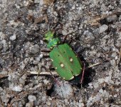 pine beetle 2016.JPG