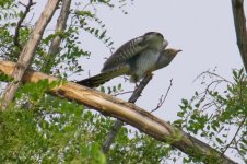 Common Cuckoo.jpg