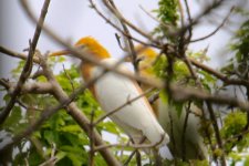 Eastern Cattle Egret.jpg