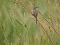 prinia.jpg