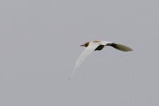 Eastern Cattle Egret (2).jpg