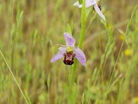 bee orchid jun 12 2016 1.jpg