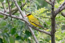 Black-Naped Oriole.jpg