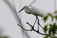 Intermediate Egret.jpg