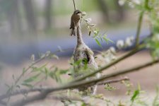 Chinese Penduline Tit.jpg