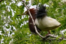 Chinese Pond Heron.jpg