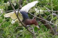 Chinese Pond Heron (1).jpg