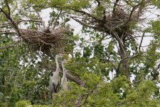 Grey Heron (1).jpg