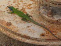 Green Lizard.jpg