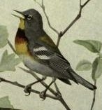 Northern Parula.jpg