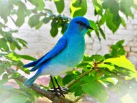 mountain bluebird.jpg