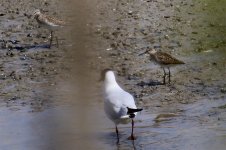 Wood Sandpiper.jpg