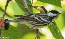 Blackpoll Warbler  4-19-2016-12.jpg