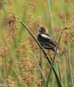 Bobolink 4-16-2016-12.jpg