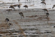 Black-tailed Godwit (1).jpg