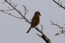 Brown Shrike.jpg