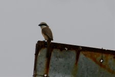 Brown Shrike (2).jpg