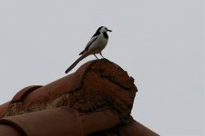 White Wagtail.jpg