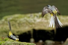 Grey wagtails 1.jpg