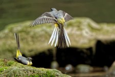 Grey wagtails 2.jpg