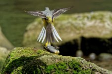 Grey wagtails 4.jpg