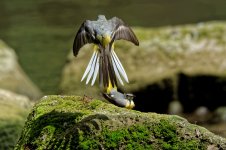 Grey wagtails 5.jpg