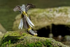 Grey wagtails 6.jpg