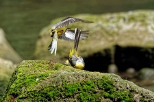 Grey wagtails 13.jpg