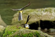 Grey wagtails 14.jpg