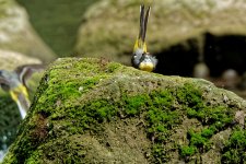 Grey wagtails 15.jpg