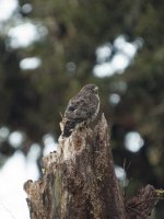 1- 2015-12-13 Cerro de la Muerte - Coopers Hawk.jpg