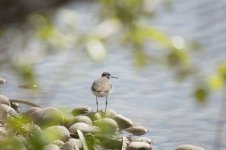 Solitary Sandpiper.jpg