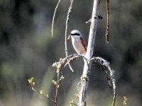 red backed shrike.jpg