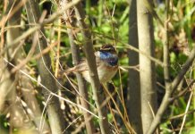 lat bluethroat 1 .jpg